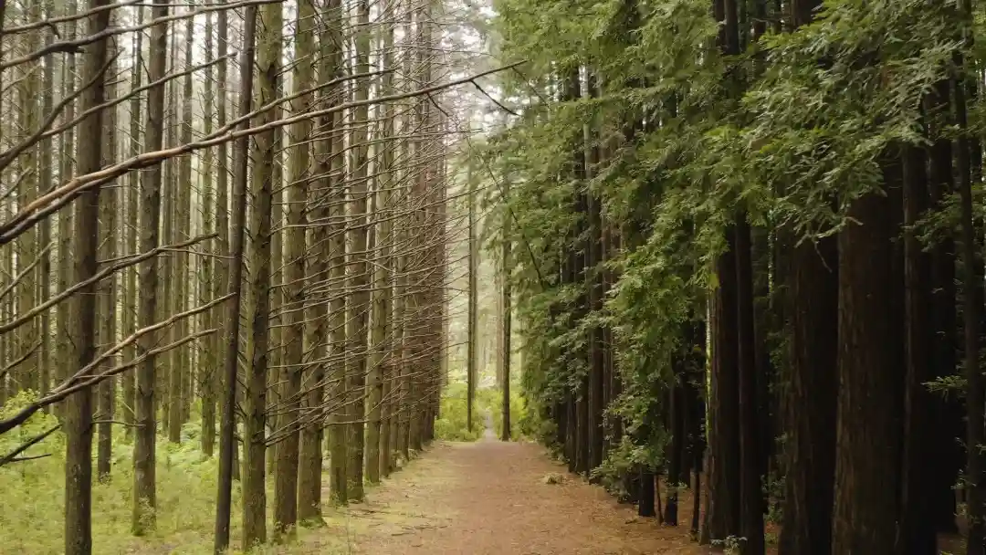 Bosque de secuoyas TopTimber agencia de maderas y parquets